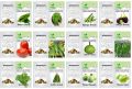 Pack of 12 Summer Vegetables seeds with 64 Holes Seedling Tray. 