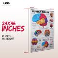 Human Brain Wall Chart for Classroom and School Decoration | HD Pictures Presentation on 200 grams laminated card 23*36 inches. 