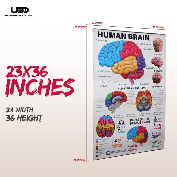 Human%20Brain%20Wall%20Chart%20for%20Classroom%20and%20School%20Decoration%20%7C%20HD%20Pictures%20Presentation%20on%20200%20grams%20laminated%20card%2023*36%20inches%20-%20Image%202