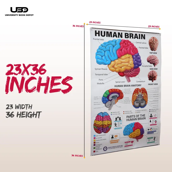 Human%20Brain%20Wall%20Chart%20for%20Classroom%20and%20School%20Decoration%20%7C%20HD%20Pictures%20Presentation%20on%20200%20grams%20laminated%20card%2023*36%20inches%20-%20Image%202