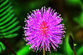 Mimosa Pudica Chui Mui Sensitive Plant Seeds. 