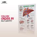 Human Liver Wall Chart | Wall Poster for Science Labs and Healthcare Clinics | HD pictures Printed on 200 grams Laminated Card 23*36. 