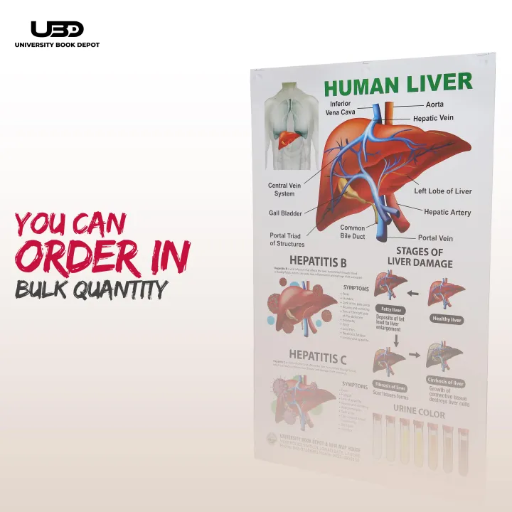 Human%20Liver%20Wall%20Chart%20%7C%20Wall%20Poster%20for%20Science%20Labs%20and%20Healthcare%20Clinics%20%7C%20HD%20pictures%20Printed%20on%20200%20grams%20Laminated%20Card%2023*36%20-%20Image%208