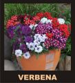 10 Economical Packs Different Winter Season Garden Flower Seeds Pansy Dahlia Petunia Marigold Gazania. 