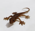 Realistic Soft Rubber Lizard Toys – Lifelike & Fun for Kids. 