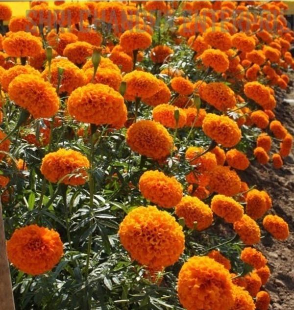 Marigold%20Hybrid%20Inca%20F1%20Orange%20Winter%20Flower%20Seeds%20-%20Image%203