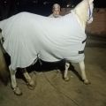Fleece horse rugs for winter. 