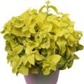 Fairway Yellow Coleus Plant Seeds. 