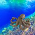 Sea Animal Figures Sea Animals Toys for Desktop Decoration. 