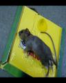 Mouse Glue Traps Sticky Boards. 