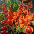 100pcs High Germination Red Lantern Fruits Seeds Easy To Grow In Malaysia Delicious Physalis Fruit Seeds for Planting Organic Cape Gooseberry Benih Pokok Buah Air Plant Seeds Bonsai Tree Live Plant Real Plant Flower Seeds Vegetable Fruits Plant Seeds. 