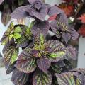 Fishnet Stockings Coleus Plant Seeds. 
