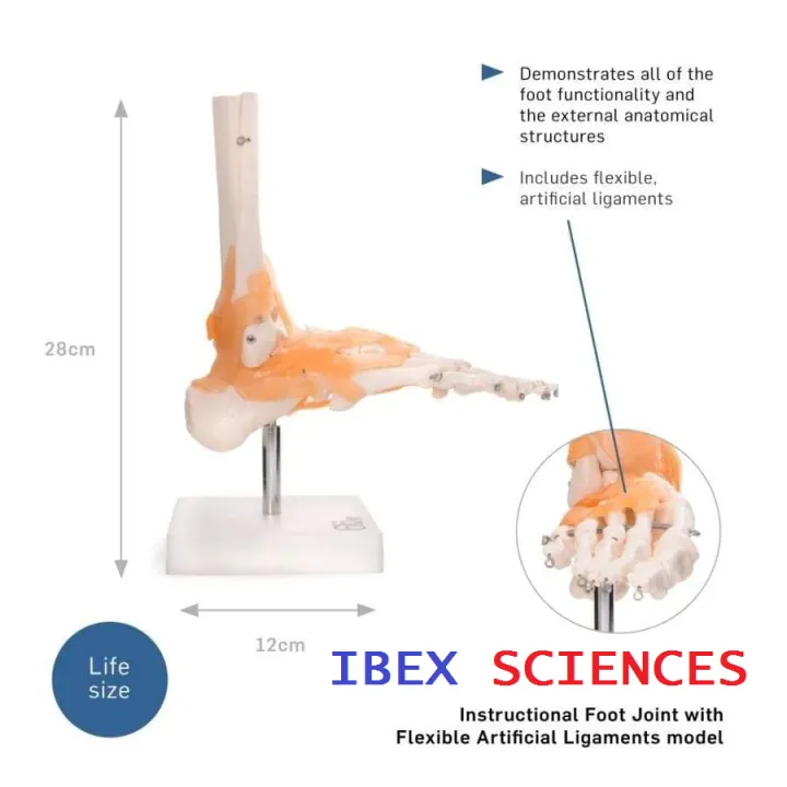 IBEX%20SCIENCES%20Life%20Size%20Foot%20Bone%20Joint%20Model%20with%20Functional%20Ligament%20-%20Image%203