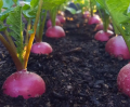 100+ Round Red Radish (Laal Moli) Vegetable seed. 