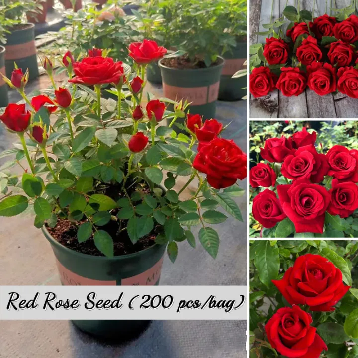 Singapore 200Pcs Fast Germination Red Rose Flower Seeds Red Rose Seeds ...