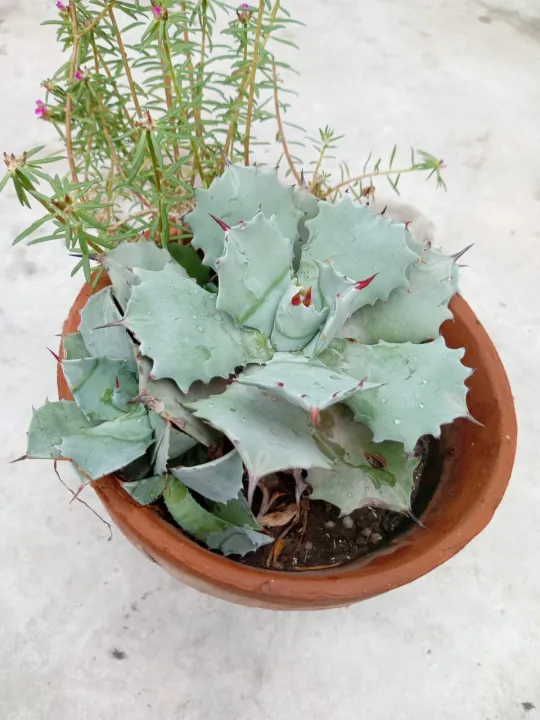 cactus%20and%20succulents%20real%20plants%20live%20plants%20home%20gardening%20rooftop%20garden%20-%20Image%202