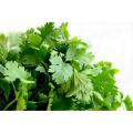 Coriander / Dhania Fresh Vegetable Seeds - High Germination Rate. 