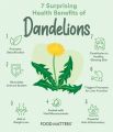 Dandelions organic Seeds Taraxacum. 