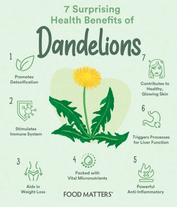 Dandelions%20organic%20Seeds%20Taraxacum%20-%20Image%205