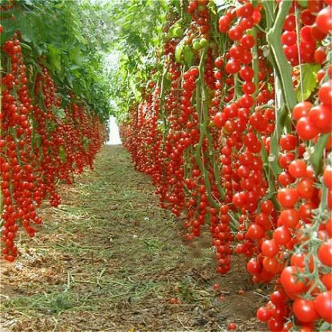 Cherry%20Tomato%20Vegetable%20Seeds%2040%20Kg%20Production%20Per%20Plant%20Maximum%20-%20Image%202