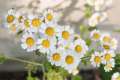 Chamomile / Matricaria recutita Flower Seeds - Used in Herb / Herbal Tea. 