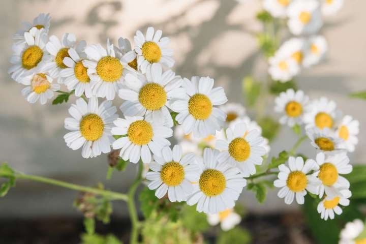 Chamomile%20/%20Matricaria%20recutita%20Flower%20Seeds%20-%20Used%20in%20Herb%20/%20Herbal%20Tea%20-%20Image%203