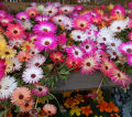 Mesembryanthemum / Mesembry – Mixed Color Flower Seeds. 