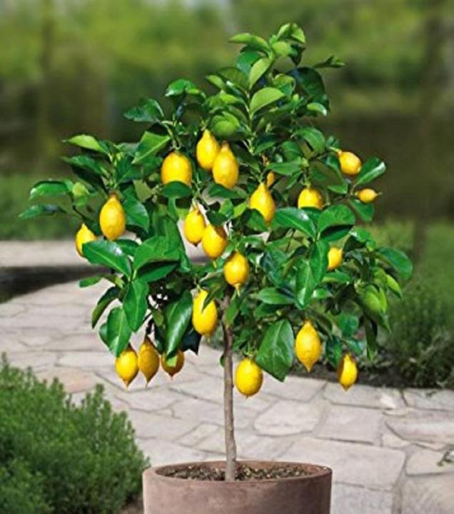 10%20Dwarf%20Lemon%20Tree%20Seeds--Natural%20Perfume%20Indoor%20-%20Image%203