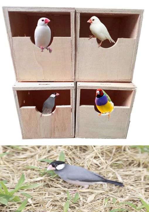 4%20pack%20ply%20Wood%20Bird%20Nest%20Parrot%20Nest%20Breeding%20Hut%20Birds%20House%20Nest%20Hatching%20Medium%20Size%20ply%20wood%20Hut%20Nest%20boxes%20for%20java%20,%20finches%20,%20golden%20finch%20,%20Saffron%20finch,%20%20gouldian%20finch%20-%20Image%204