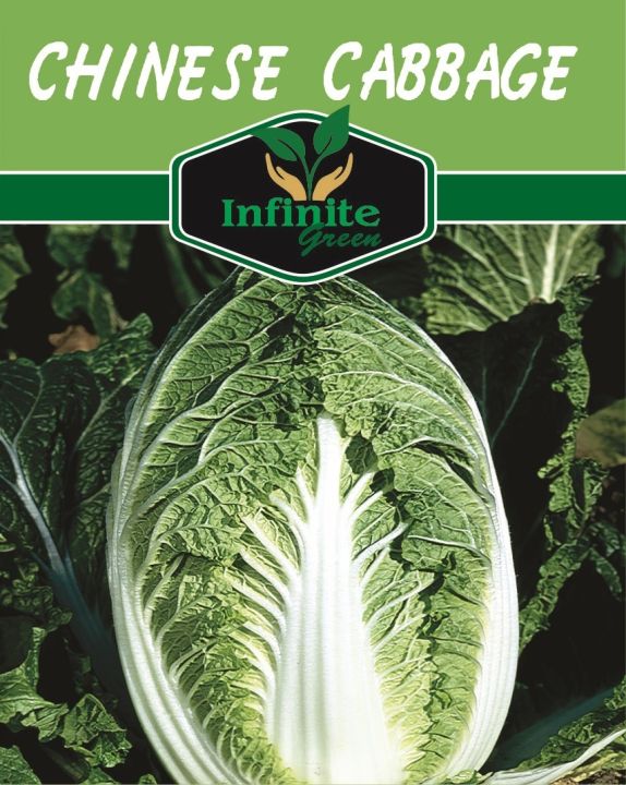 Chinese cabbage seeds imported Seeds 50 Plus.