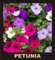 10 Economical Packs Different Winter Season Garden Flower Seeds Pansy Dahlia Petunia Marigold Gazania. 