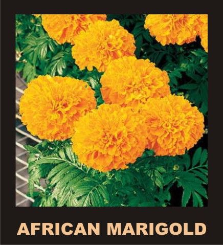 10%20Economical%20Packs%20Different%20Winter%20Season%20Garden%20Flower%20Seeds%20Pansy%20Dahlia%20Petunia%20Marigold%20Gazania%20-%20Image%206