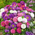 Aster Milady Mix Flower Seeds, Home Kitchen Gardening. 