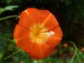 MEXICAN IMPORTED Morning Glory Flowers SCARLET ORANGE Color LUCKY PLANT Summer/Spring Vine Creeper 10 FT tall 6 FT wide IPOMOEA Flower Seeds BY GREEN GOLD. 