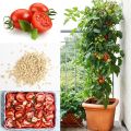 F1 Hybrid 50 +Tomato Seeds best for kitchen gardening. 