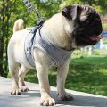 tranquillt Cat Walking Jacket Harness and Leash Pets Puppy Kitten Clothes Adjustable Vest. 
