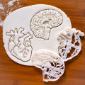 New Amazon Plastic Brain Heart Seal Grinding Tool White Embossing Tool Human Organ Seal Mold. 