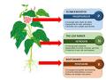 NPK 20-20-20 - Water Soluble Fertilizer for Plants - 1KG - Best Balanced Fertilizer.npk 20-20-20/fertilizers/npk/fertilizer npk/plant fertilizer/organic fertlizer. 