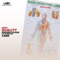Blood Circulation System in Humans Wall Chart | HD Wall Poster Presentation on 200 grams Laminated card 23*36 inches. 