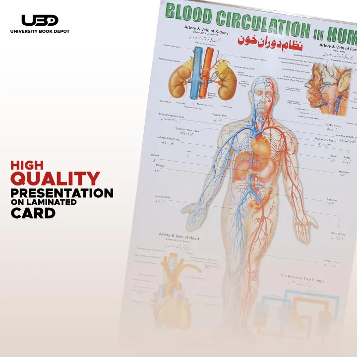 Blood%20Circulation%20System%20in%20Humans%20Wall%20Chart%20%7C%20HD%20Wall%20Poster%20Presentation%20on%20200%20grams%20Laminated%20card%2023*36%20inches%20-%20Image%205