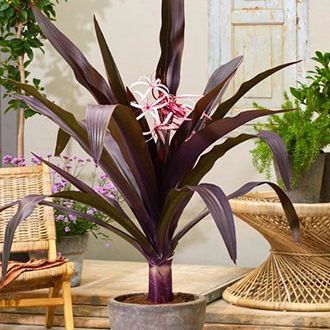 Asiatica Purple Crinum Lily Plant