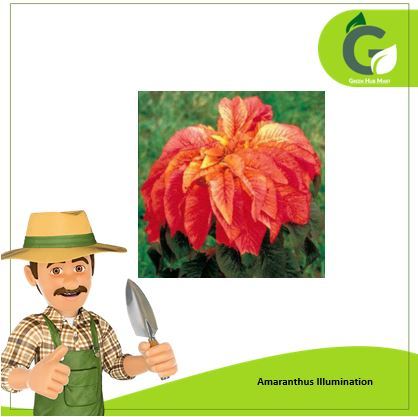 Amaranthus Illumination Seeds Summer Plant Seeds By Sunny View Seeds