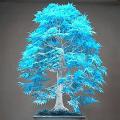 Bonsai Blue Maple Tree Seeds. 