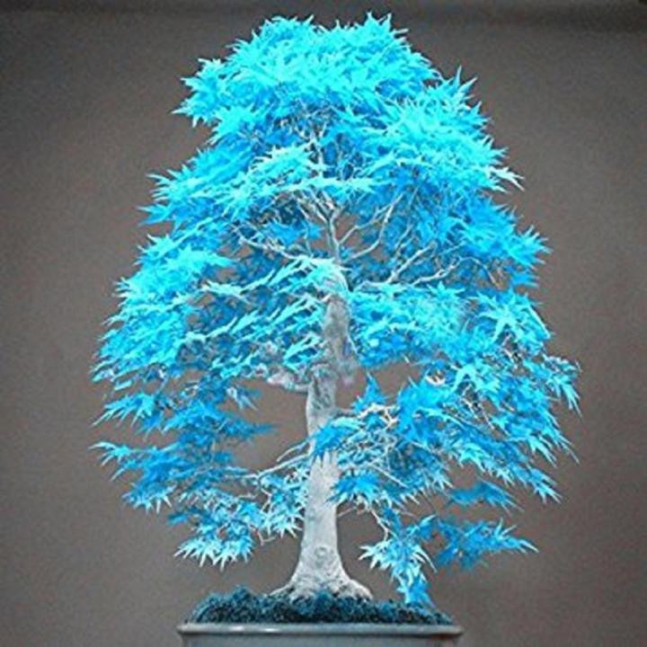 Bonsai Blue Maple Tree Seeds