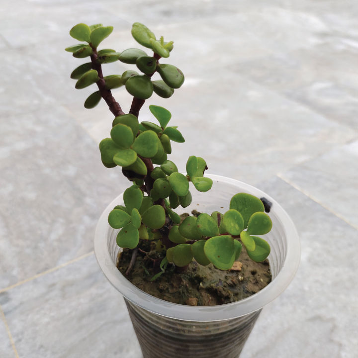 Elephant%20Bush%20Jade%20Live%20Plant%20-%20Drought%20Tolerant%20Succulent%20for%20Garden%20&%20Home%20Decor%20-%20Image%206