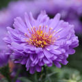 Aster flower mix colour seeds. 