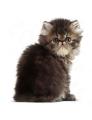 Persian Kitten- 400G. 