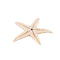 Small Starfish Star Sea Shell Beach Craft 0.4 inch-1.2 inch 180 Pcs. 
