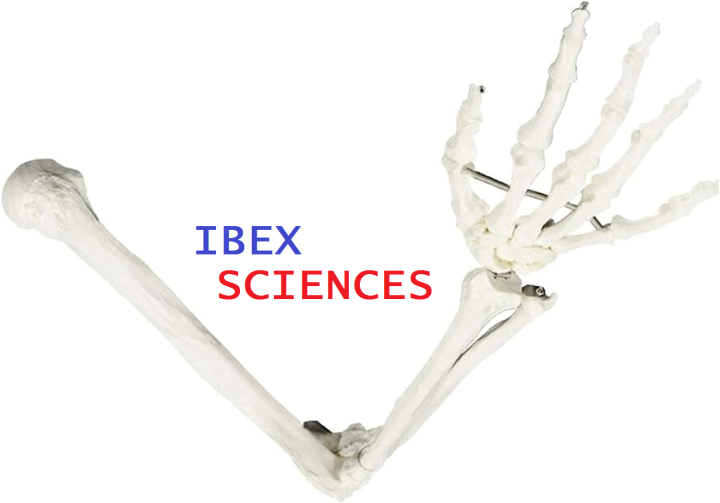 IBEX%20SCIENCES%20Upper%20Limb%20Skeleton%20Model,%20arm%20Skeleton%20Bundle%20Medical%20Anatomical%20Bone%20Model,%20Life-Size%20Upper%20Extremity%20Model%20for%20Medical%20Standard%20Education%20Teaching%20Aids.,%20White%20-%20Image%203
