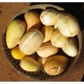 Snap Melon (Phoot) - 100 Plus Seeds By More Green. 